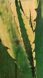 Close-up of leaves on wall