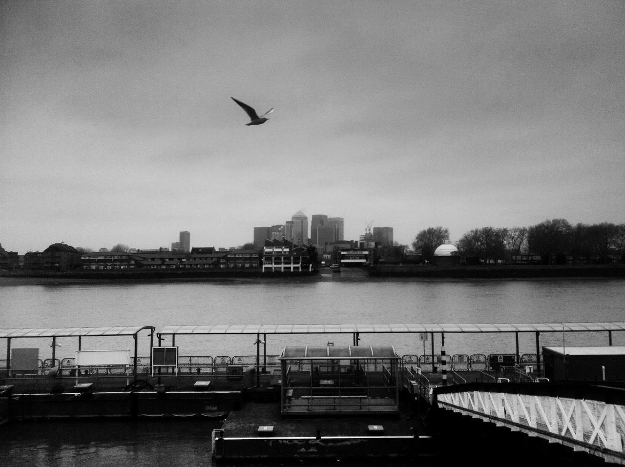 bird, building exterior, built structure, architecture, water, flying, city, animal themes, sky, animals in the wild, wildlife, river, railing, one animal, cityscape, seagull, transportation, nautical vessel, outdoors, day