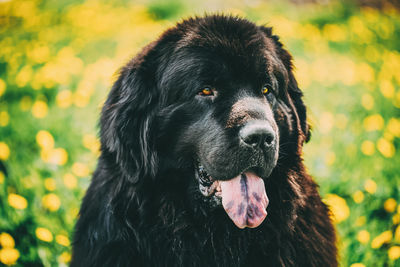 Close-up portrait of a dog