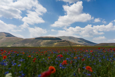 Scenic view of flowering plants on field against sky