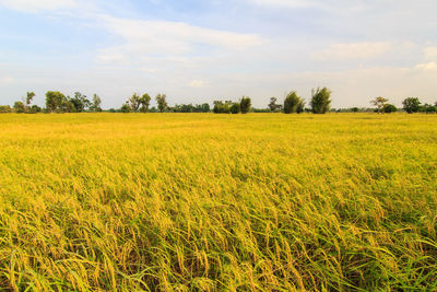 Scenic view of field against sky