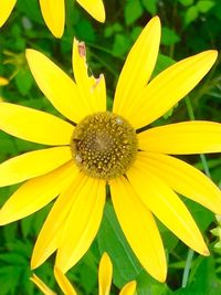 Close-up of yellow flower