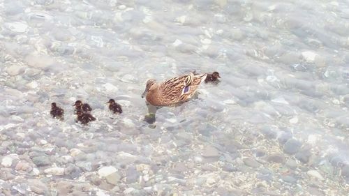 Bird in water