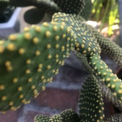 Close-up of succulent plant