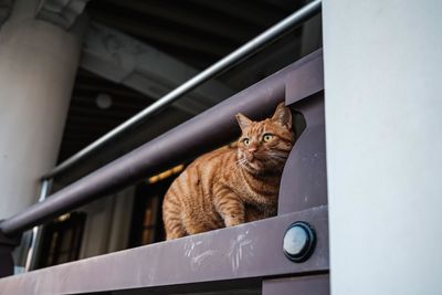Portrait of cat sitting on railing