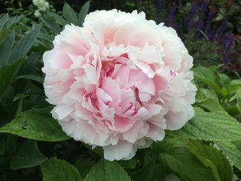 Close-up of pink rose flower