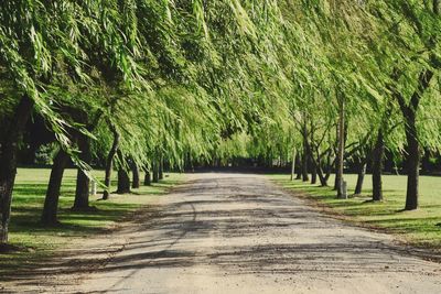 Dirt road amidst trees