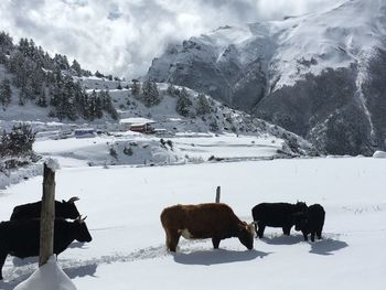 Horses on snow covered field against sky