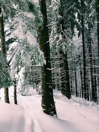 Close-up of tree during winter