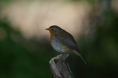 Close-up of robin red breast perching outdoors