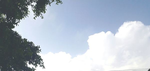 Low angle view of trees against sky