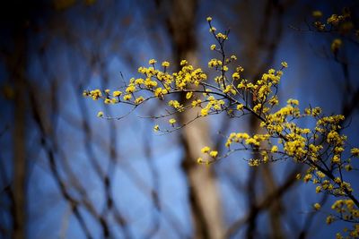 Low angle view of flower tree against sky