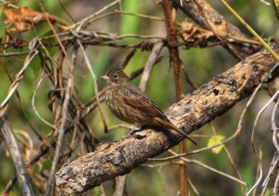 Close-up of bird perching on branch