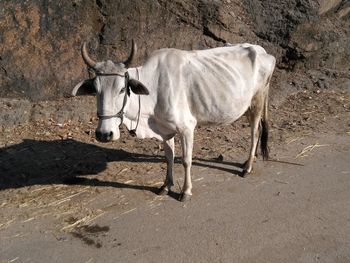 Horse cart