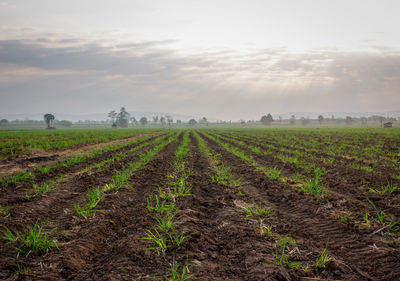 Scenic view of agricultural field against sky