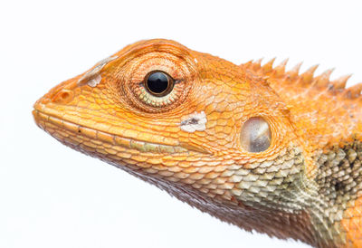 Close-up of bearded dragon against white background