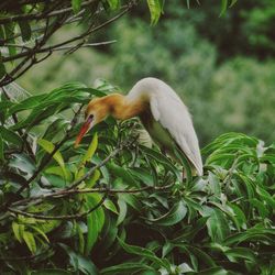 Close-up of bird perching on branch