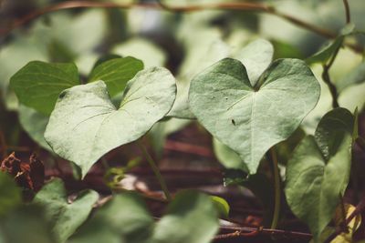 Close-up of leaves