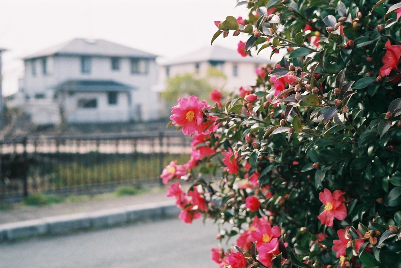 CLOSE-UP OF RED FLOWERS BLOOMING ON HOUSE