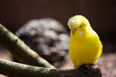 Close-up of parrot perching on yellow leaf