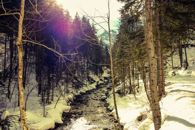 Trees in forest during winter