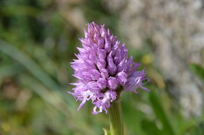 Close-up of purple flowering plant