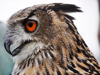 Close-up of owl over white background