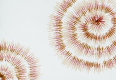 Close-up of dandelion against white background