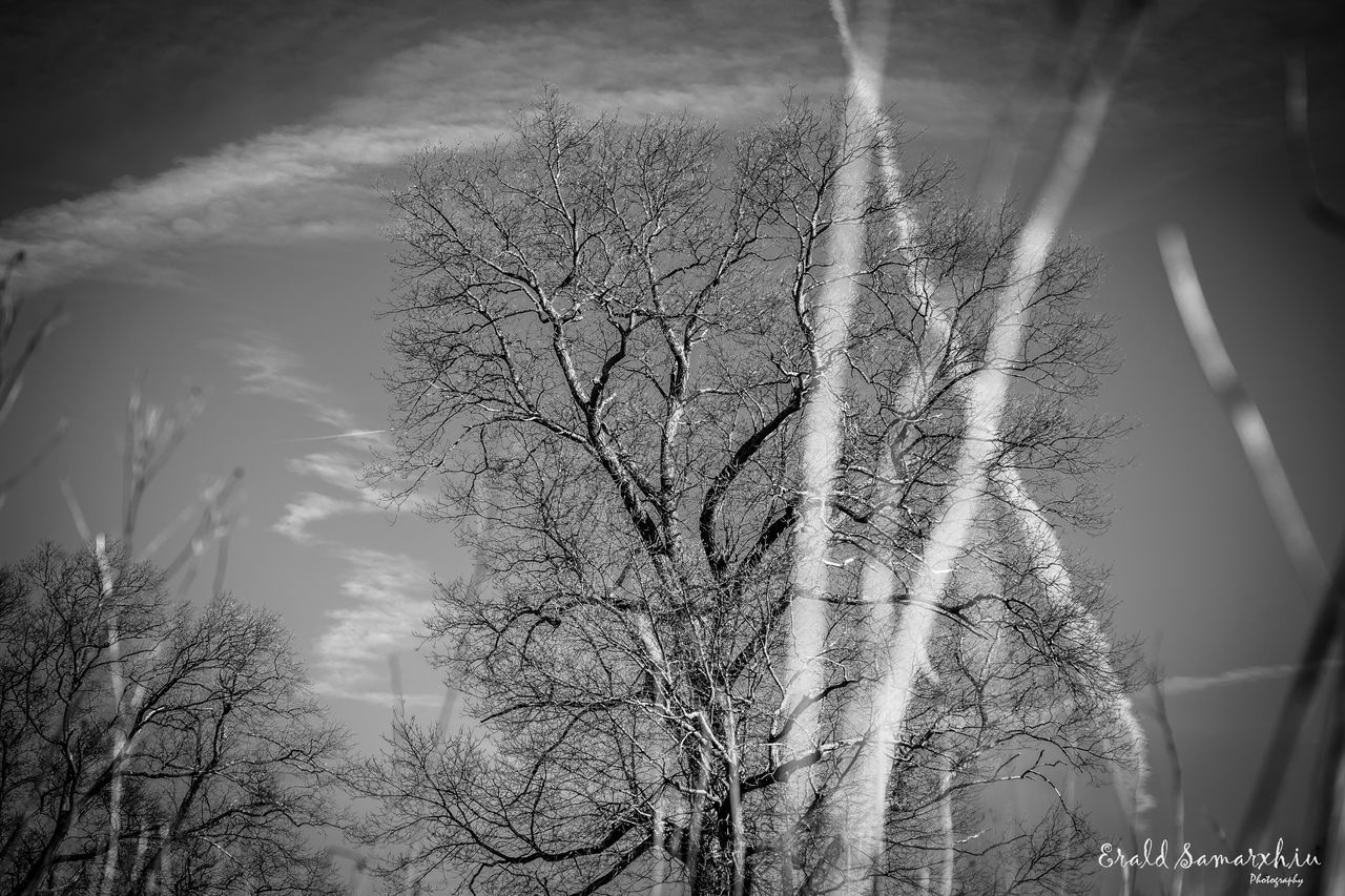 CLOSE-UP OF TREE AGAINST SKY