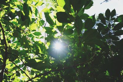 Low angle view of trees against sunlight