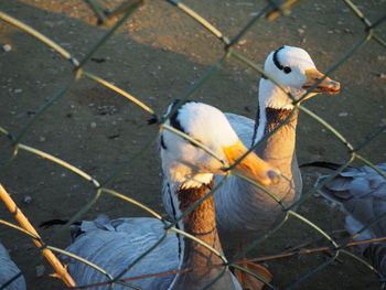 High angle view of birds