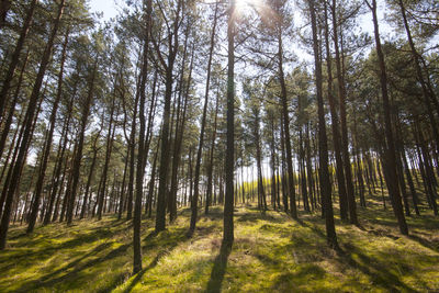 Trees in forest against sky