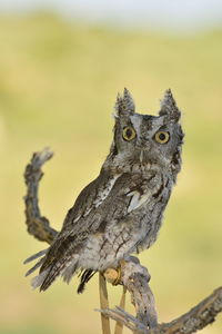 Close-up of owl perching on branch 