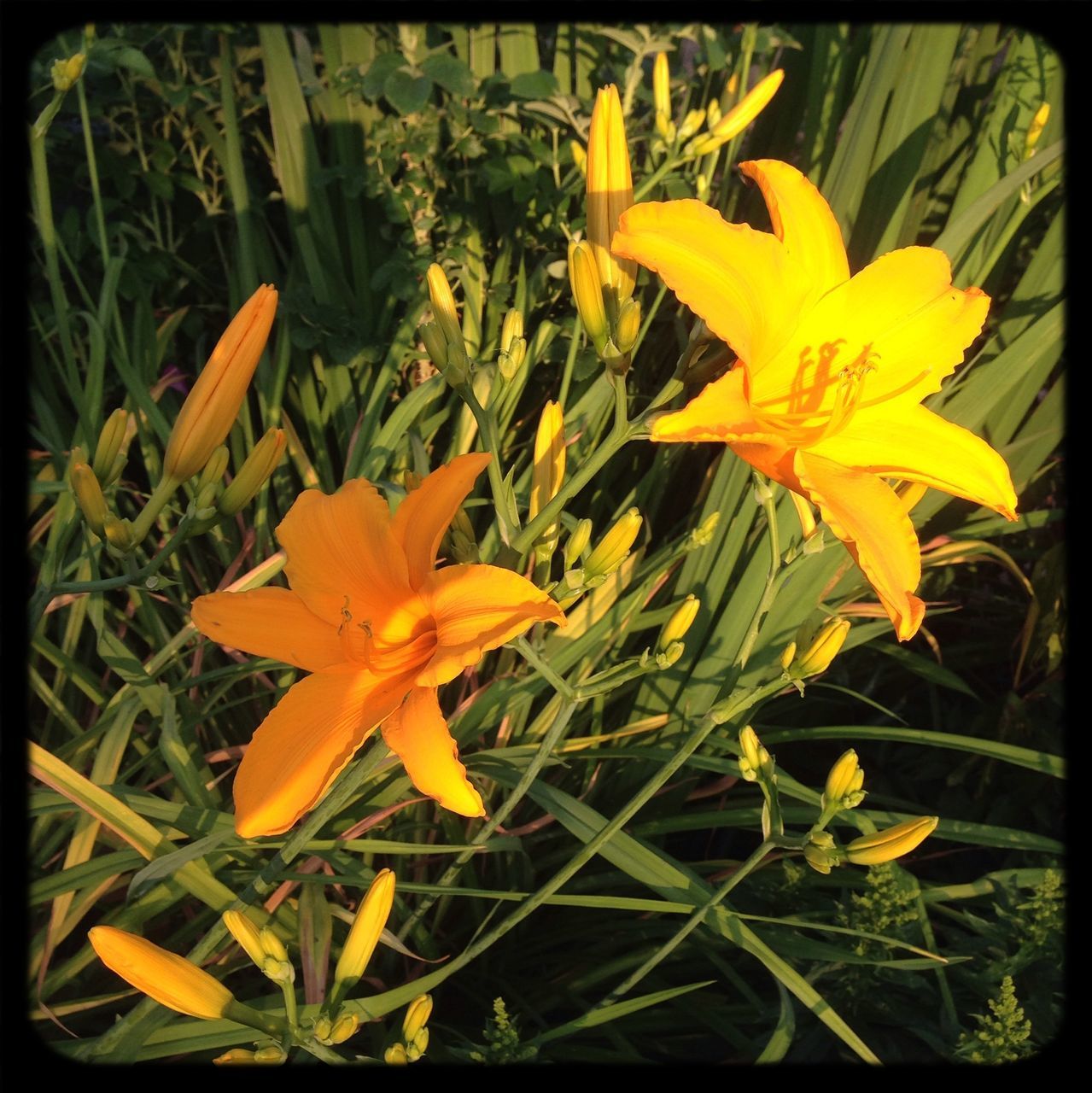 flower, petal, freshness, fragility, flower head, growth, transfer print, beauty in nature, yellow, blooming, close-up, plant, nature, auto post production filter, pollen, in bloom, leaf, focus on foreground, stamen, field