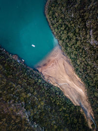 Aerial view of trees by sea