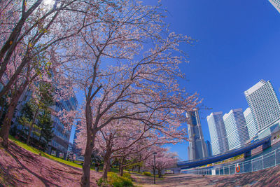 Trees and modern buildings against blue sky