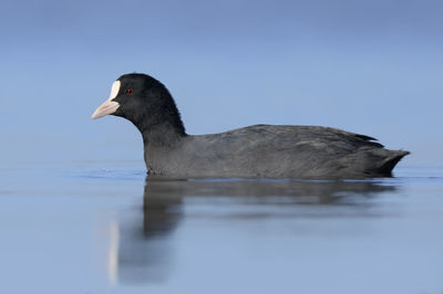 Duck swimming in a lake