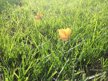 Close-up of yellow flower blooming on field