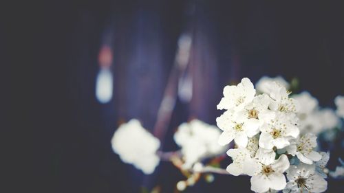 Close-up of flowers against blurred background