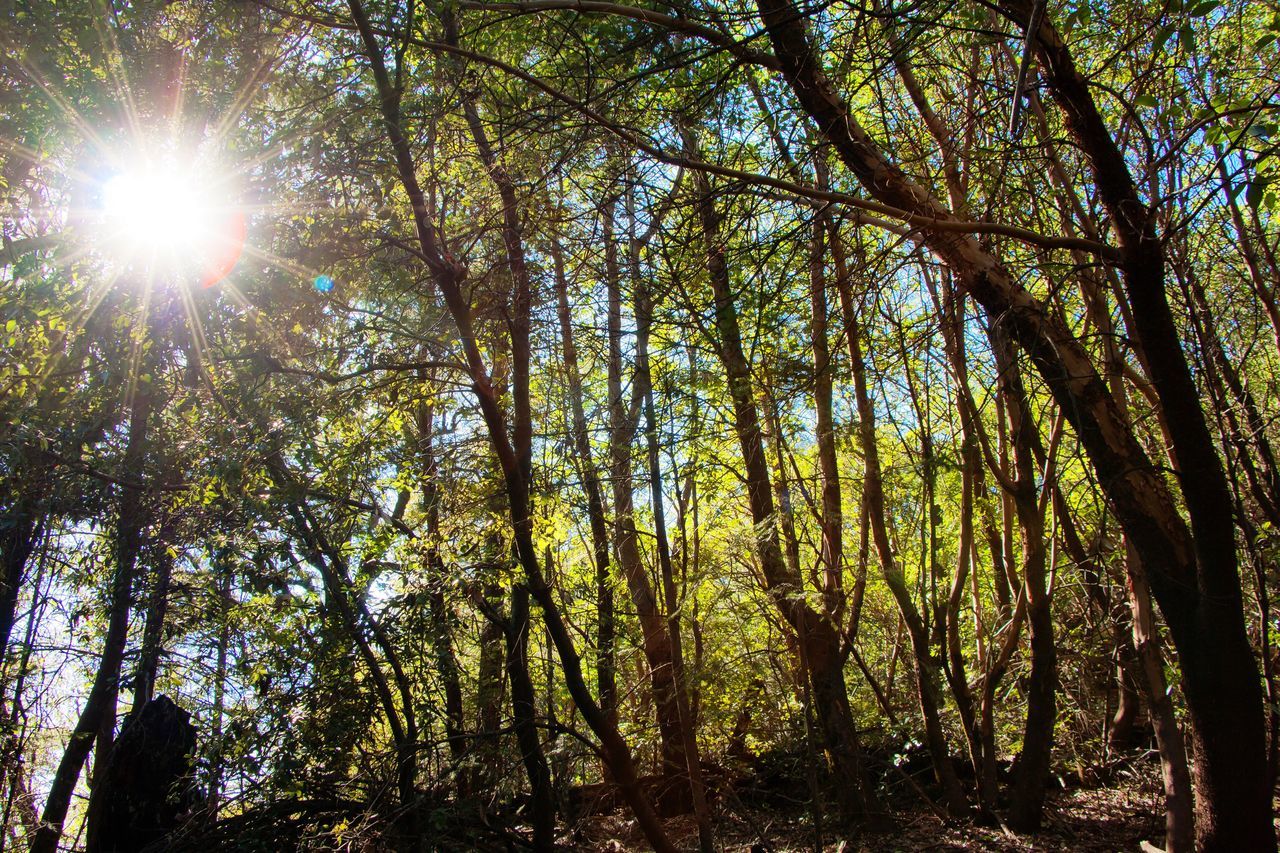 sun, tree, sunbeam, low angle view, sunlight, lens flare, growth, tranquility, beauty in nature, nature, bright, forest, sunny, tranquil scene, branch, scenics, sky, back lit, day, tree trunk