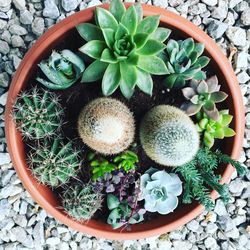 High angle view of potted plants