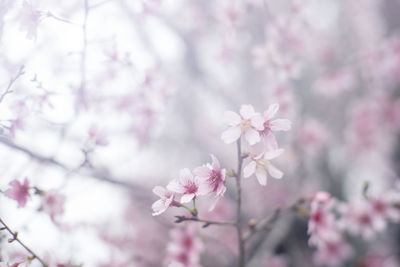 Close-up of pink flowers blooming on tree