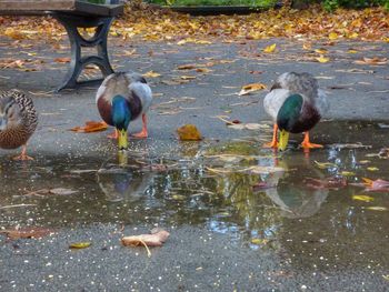 Ducks in lake