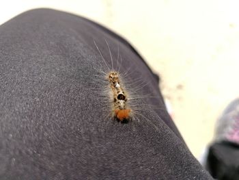 Close-up of spider on hand