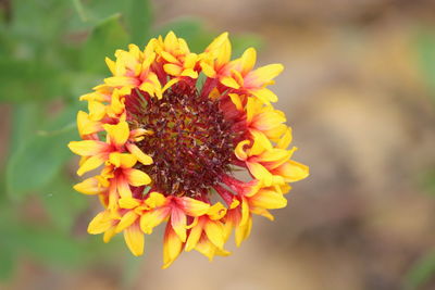 Close-up of honey bee on yellow flowering plant