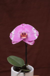 Close-up of pink flower