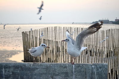 Seagulls flying over sea