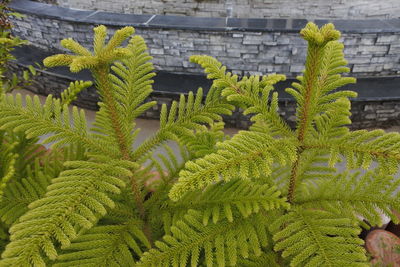 Close-up of succulent plant