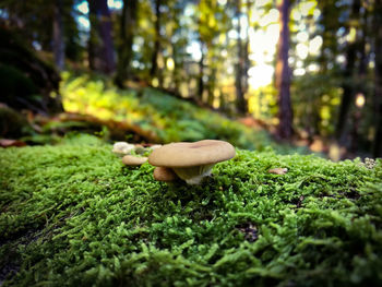 Close-up of mushroom growing on tree trunk