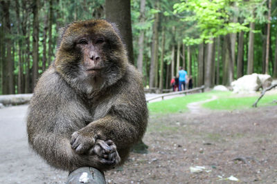 Portrait of monkey sitting on tree